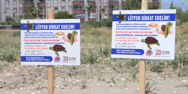Caretta carettaların yuvalama dönemi başladı