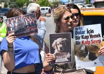 Sivas'ta sokak köpekleri için kısırlaştırma çağrısı