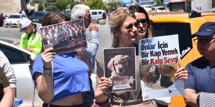 Sivas'ta sokak köpekleri için kısırlaştırma çağrısı