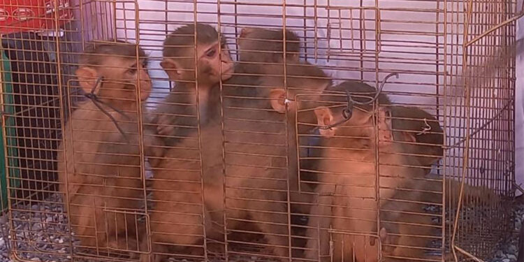 Şırnak'ta 6 Hint şebeği ele geçirildi