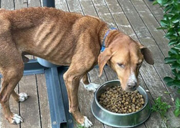 İşkenceye uğrayan sokak köpeğine yeni yuva bulundu