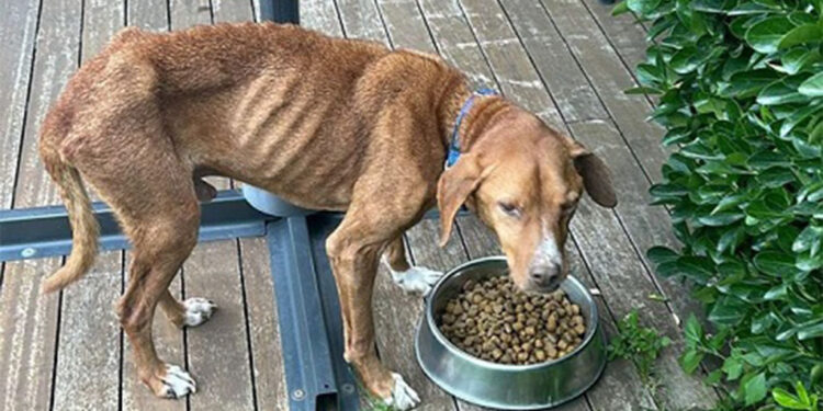 İşkenceye uğrayan sokak köpeğine yeni yuva bulundu