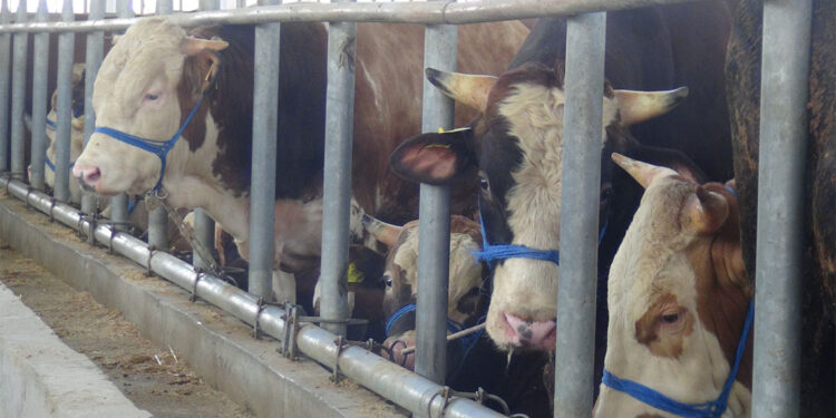 Kocaeli'deki hayvan pazarında satıcılar, alıcıları bekliyor