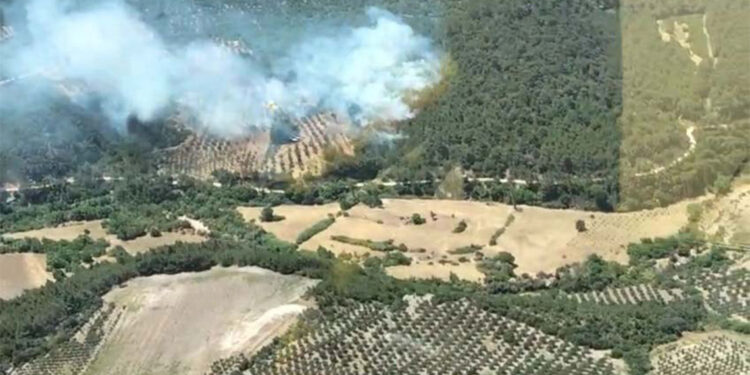 İzmir Bergama'da orman yangını çıktı