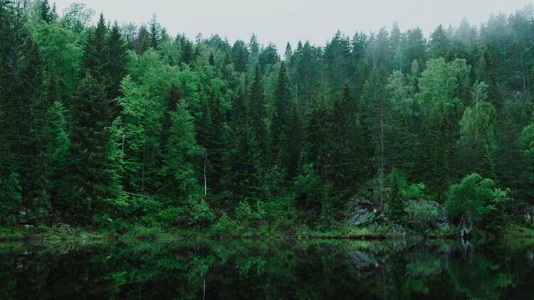 Ankara'da ormanlık alanlara girişler yasaklandı