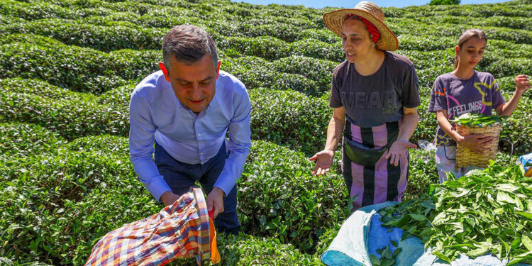 Çay üreticisinin derdini çözeceğiz