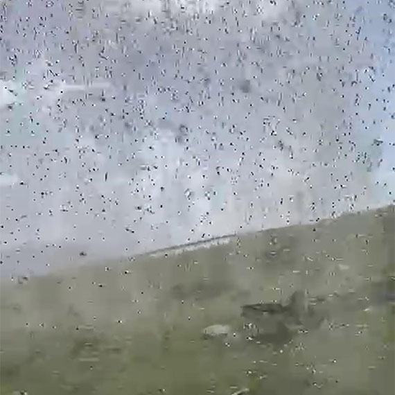 Ardahan'daki Çıldır Gölü çevresini istila eden yeşil sinekler hortum görüntüsü oluşturdu. O anlar, bir kişi tarafından cep telefonuyla görüntülendi.