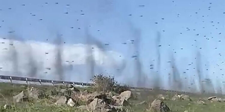 Yeşil sinekler hortum görüntüsü oluşturdu