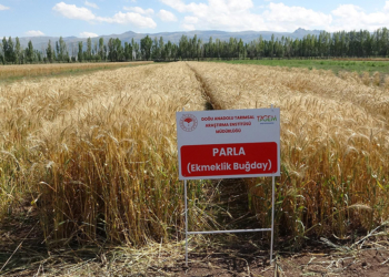 22 yılda geliştirilen 'Parla' buğday çeşidi yüz güldürdü