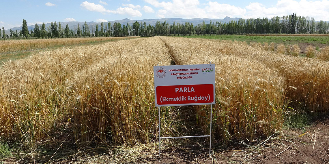 22 yılda geliştirilen 'Parla' buğday çeşidi yüz güldürdü