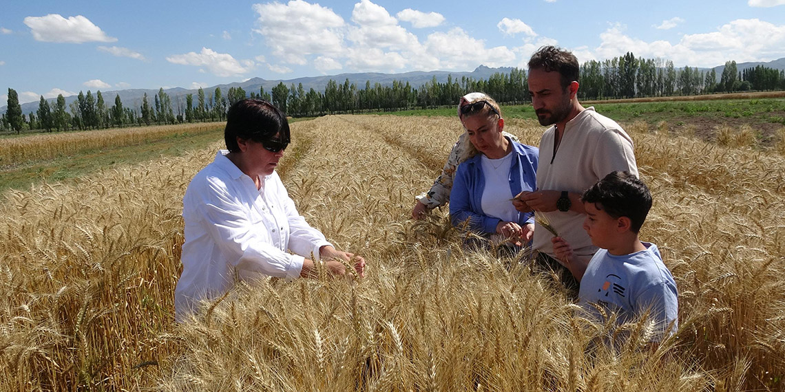 22 yılda geliştirilen 'Parla' buğday çeşidi yüz güldürdü