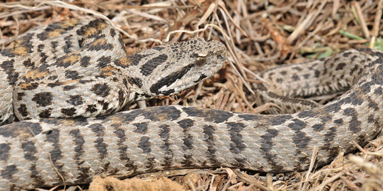 Kanser tedavisi için Wagner engereğinin zehrini sağdılar