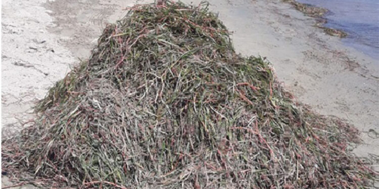 Koruma altındaki deniz çayırları söküldü