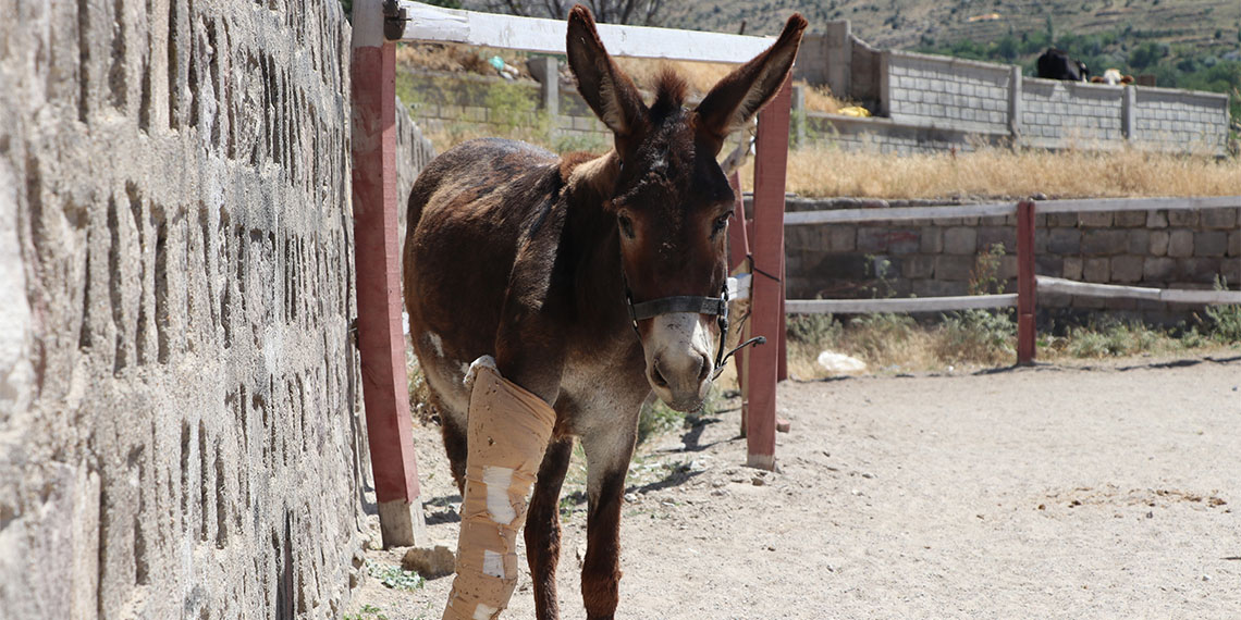 Sahiplerinin terk ettiği 9 yaşındaki eşek tedavi edildi