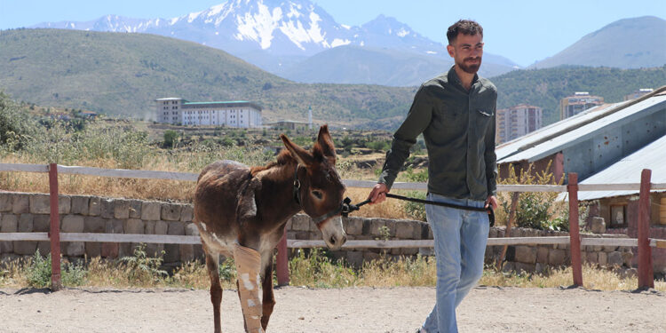 Sahiplerinin terk ettiği 9 yaşındaki eşek tedavi edildi