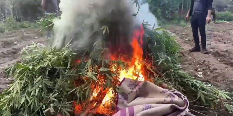 Hevsel Bahçeleri'nde 3 bin 267 kök kenevir ele geçirildi