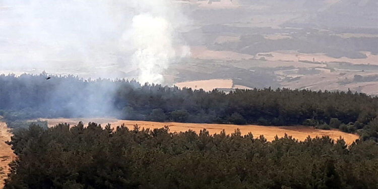 Tekirdağ'da ormanlık alana yıldırım düştü