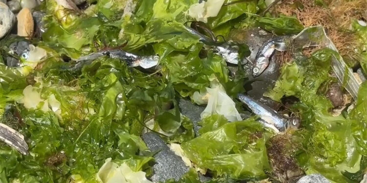 Avcılar Sahili'nde ölü balıklar kıyıya vurdu