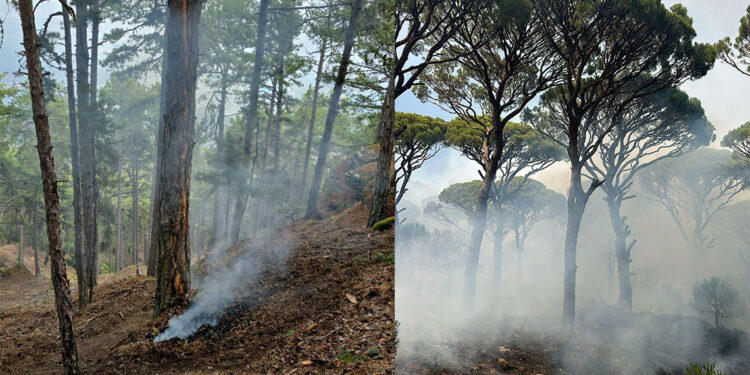 Aydın'da 5 ayrı noktaya yıldırım düştü