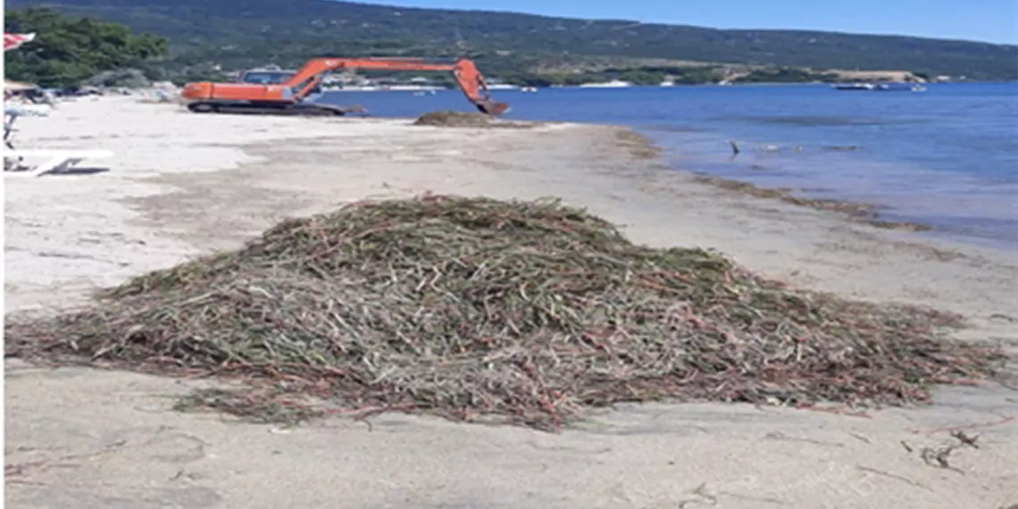 Balıkesir'in erdek ilçesinde, kepçe kiralayarak evlerinin önündeki plajın kıyı kesiminde bulunan deniz çayırlarını söken kepçe operatörüne çevre, şehircilik ve i̇klim değişikliği i̇l müdürlüğü tarafından 13 bin 118 lira para cezası kesildi.