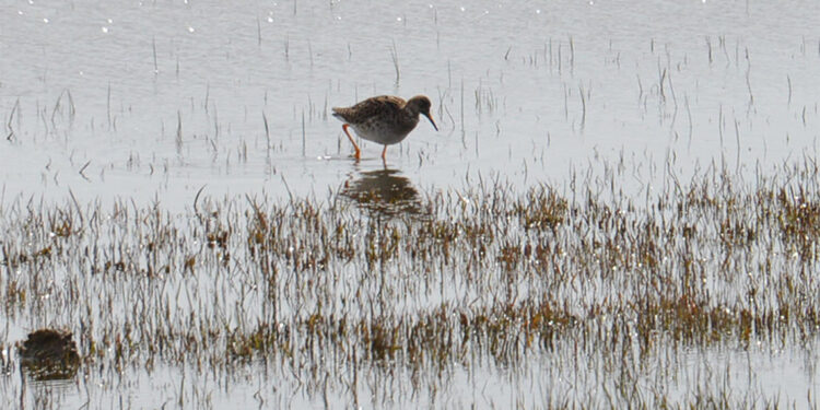 İklim değişikliğiyle mücadelede Erzurum Bataklıkları Sulak Alanı önemli