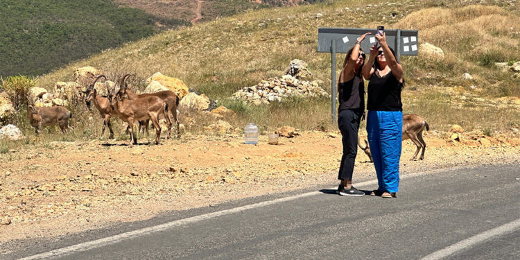 İnsanlardan hayvanlara geçen bakteriler yaban hayvanları için tehlikeli