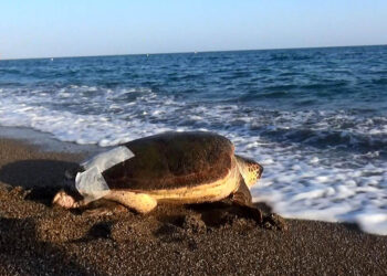 Yaralı bulunan caretta caretta tedavi edildi