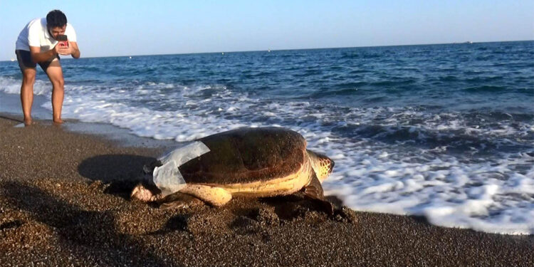 Yaralı bulunan caretta caretta tedavi edildi
