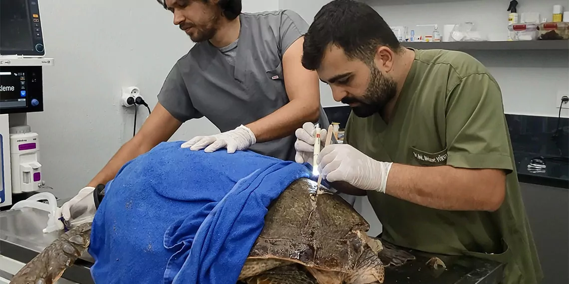 Antalya'nın manavgat ilçesinde kabuğundan yaralı bulunan caretta caretta, tedavisi sonrası denize bırakıldı.