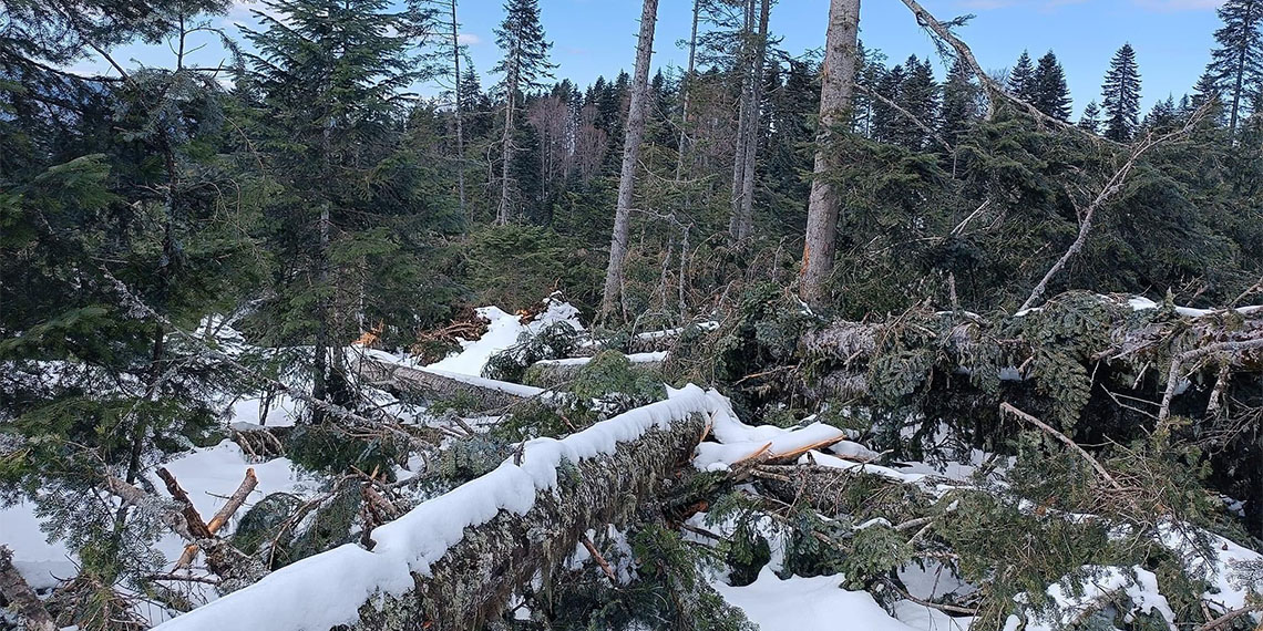 Hortumlar sebebiyle binlerce ağaç devrildi