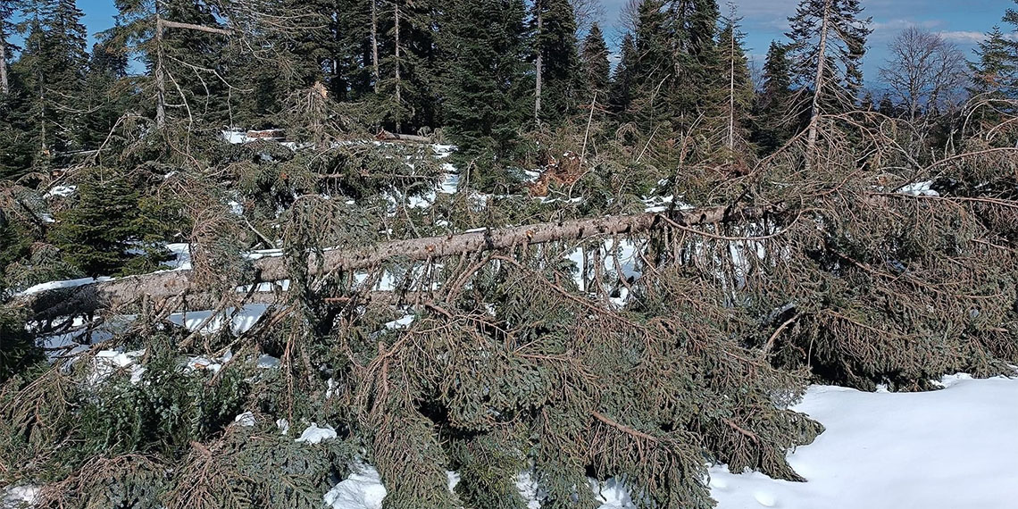 Bartın, Karabük ve Zonguldak ormanlarında 2023 yılının kasım ayından 2024’ün haziran ayına kadarki 8 aylık dönemde yaşanan hortumlar sebebiyle binlerce ağaç devrildi.