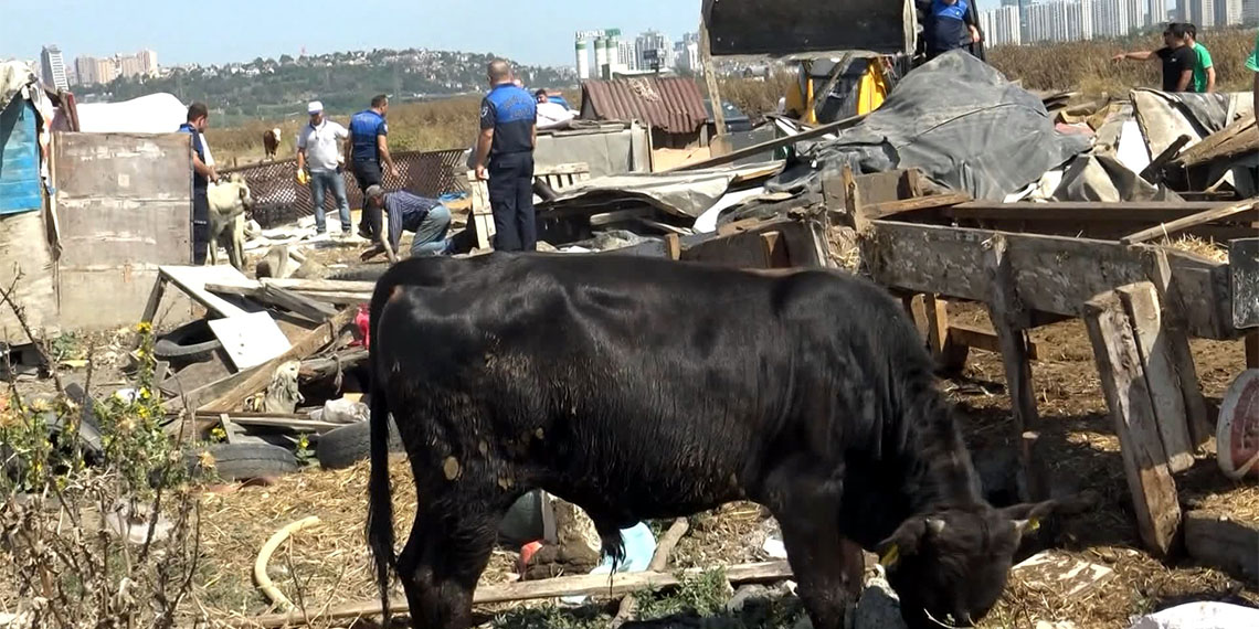 Avcılar'daki kaçak barakalar yıkıldı