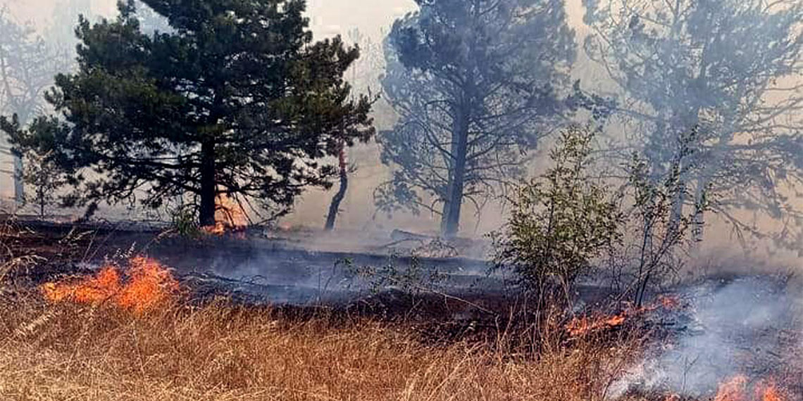 Edirne'de orman yangını