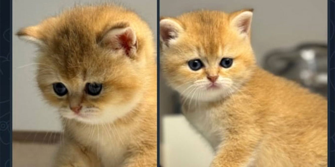 Antalya'daki yabancılar ev ürünlerini satışa çıkardı