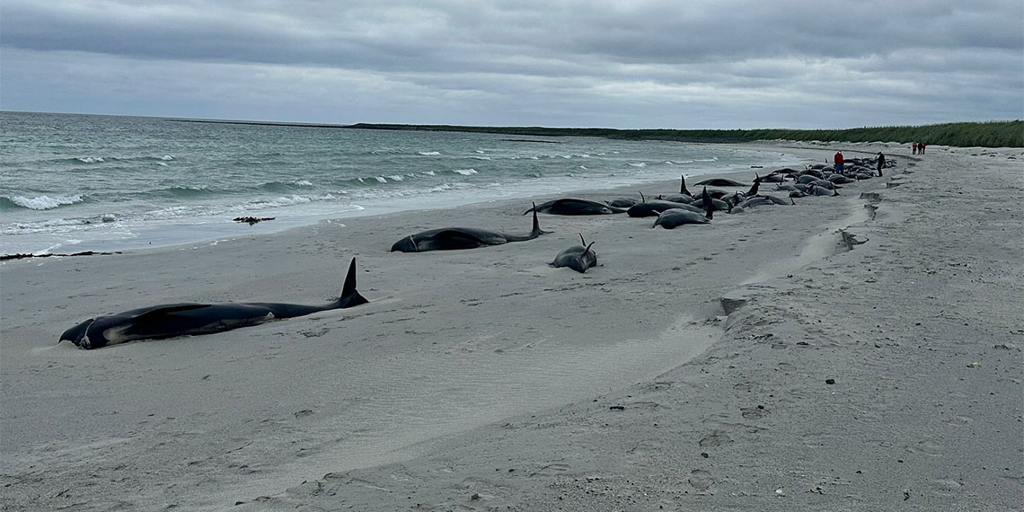 Kıyıya vuran 77 balina öldü