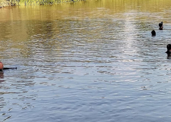 Aras Nehri'nde kaybolan Yusuf'un cansız bedeni bulundu