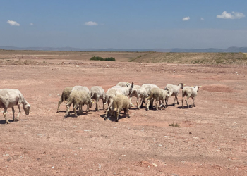 Eskişehir'de başıboş köpekler sürüye saldırdı
