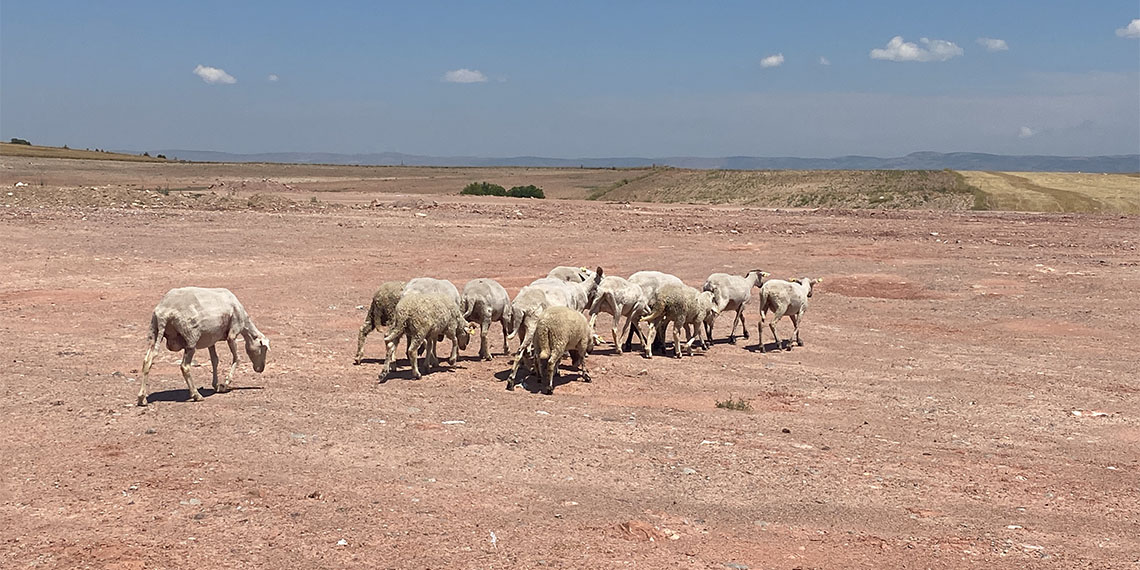 Eskişehir'de başıboş köpekler sürüye saldırdı