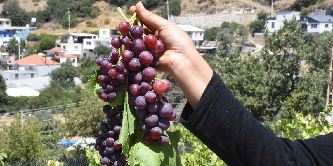 Kavacık üzümü, sıcak havalar nedeniyle bu yıl erken hasat edilecek