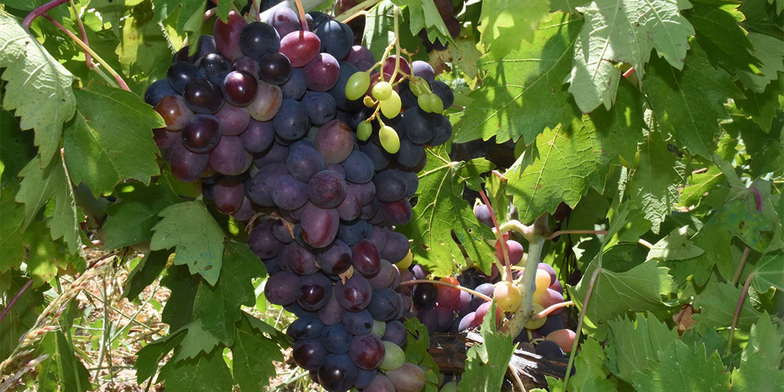 Sıcak havalar nedeniyle İzmir'in coğrafi işaretli ürünü Kavacık üzümü bu yıl erken hasat edilecek.