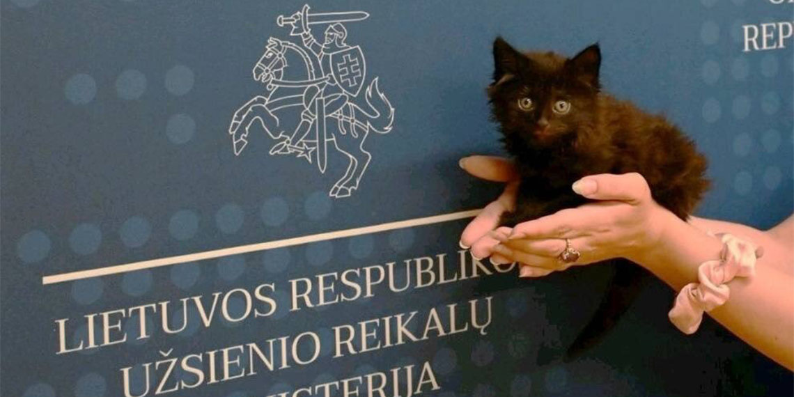 Litvanya'nın resmi bakanlık kedisi terfi etti