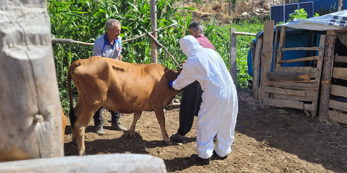 Adana'nın Feke ilçesinde şarbon hastalığı görüldü
