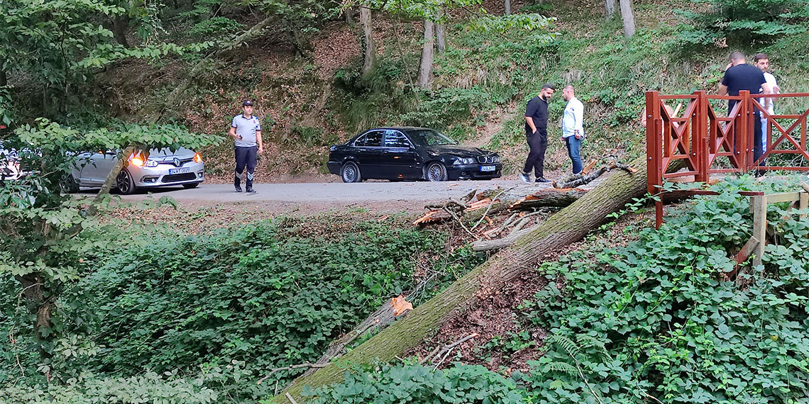 Belgrat Ormanı'nda park halindeki 2 otomobilin üzerine ağaç devrildi