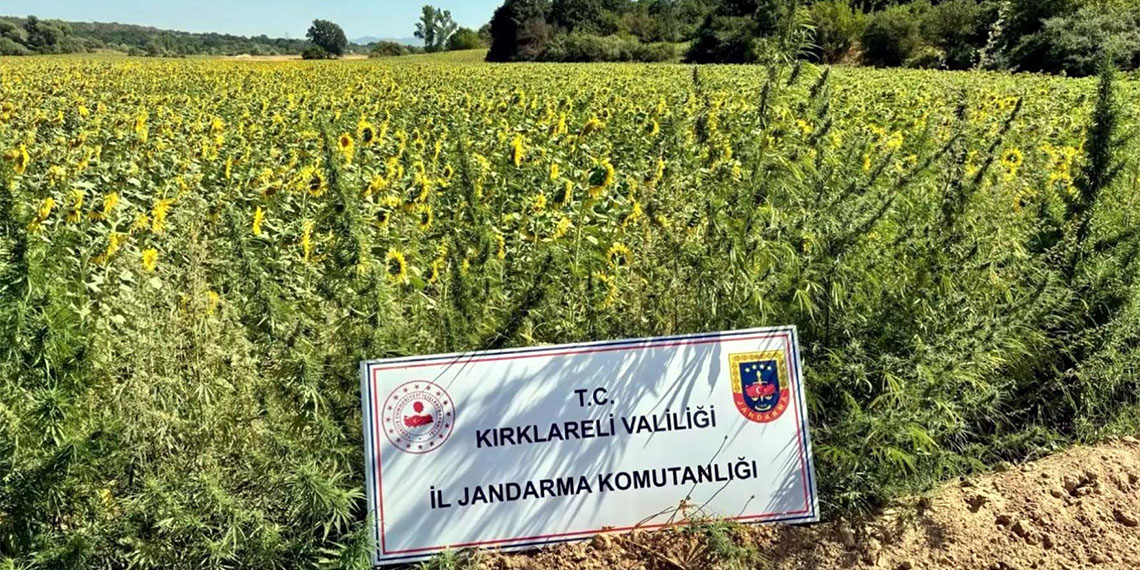 Narkoçelik-28 operasyonlarında 59 şüpheli yakalandı