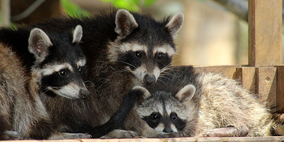 15 yavru rakun dünyaya geldi