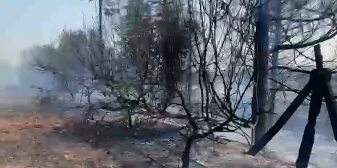 Anız yangını zeytin ve narenciye ağaçlarına zarar verdi