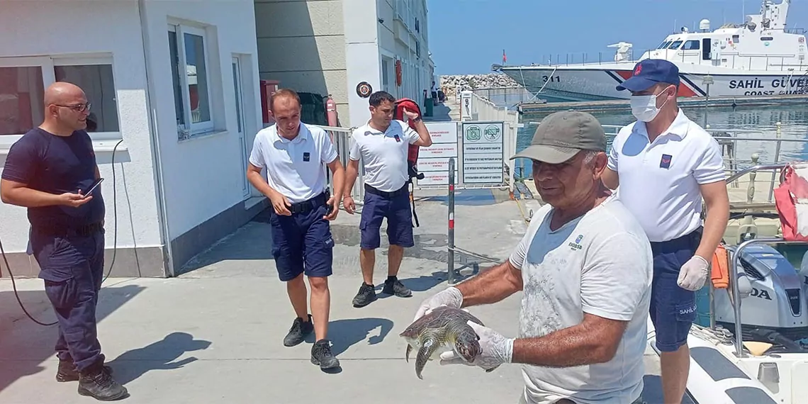 Aydın'ın kuşadası ilçesinde deniz kıyısında 2 yeşil deniz kaplumbağası (chelonia mydas) ölü olarak bulundu.