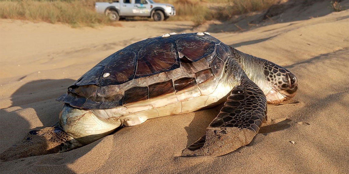 Deniz kıyısında 2 yeşil deniz kaplumbağası ölü bulundu