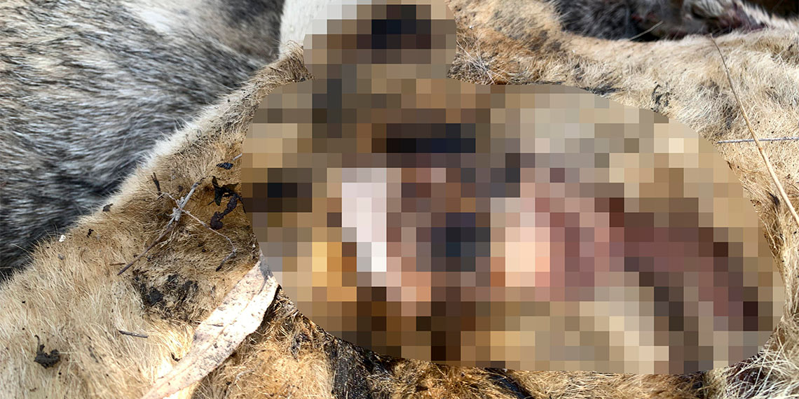 Ankara'nın Çankaya ilçesinde 6 sahipsiz köpek boş arazide ölü bulundu. Bedenlerinde yanık izleri bulunan köpeklerin bölgeye düşen yıldırım nedeniyle öldüğü belirtildi.