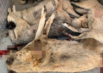 Ankara'da 6 sahipsiz köpek boş arazide ölü bulundu